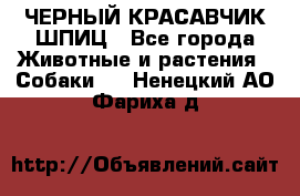 ЧЕРНЫЙ КРАСАВЧИК ШПИЦ - Все города Животные и растения » Собаки   . Ненецкий АО,Фариха д.